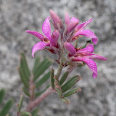 Indigofera hamulosa