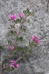 Indigofera hamulosa
