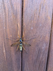 Ctenophora flaveolata