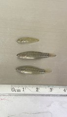 Dormitator latifrons