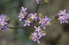 Pseudoselago verbenacea