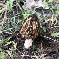 Morchella angusticeps