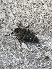 Alsophila pometaria