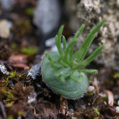 Eriospermum proliferum