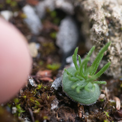 Eriospermum proliferum