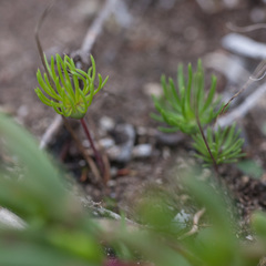 Eriospermum proliferum