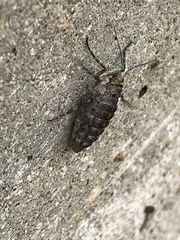 Alsophila pometaria