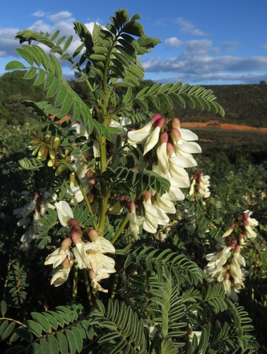 Iberian Milkvetch