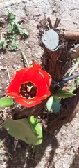Tulipa