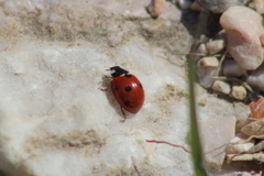 Coccinella septempunctata