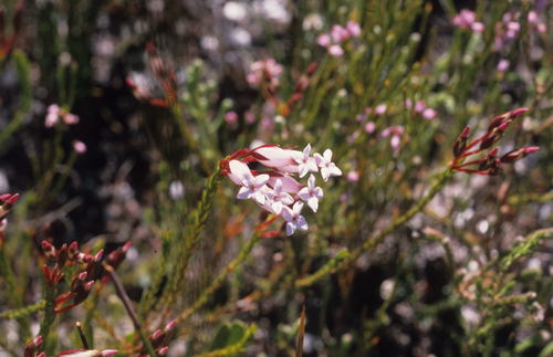 Image of Erica irbyana by (c) Tom Lloyd Evans, some rights reserved (CC BY-SA)