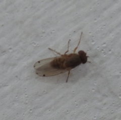 Gitona distigma