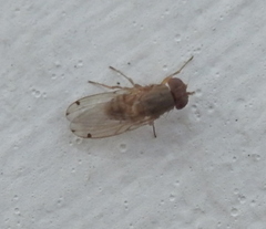 Gitona distigma