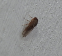 Gitona distigma