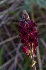 Linaria aeruginea