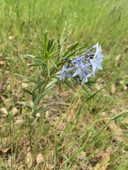 Amsonia ciliata texana