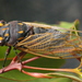Macrotristria angularis - Photo (c) david emery, μερικά δικαιώματα διατηρούνται (CC BY-NC), uploaded by david emery
