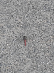 Bradinopyga strachani