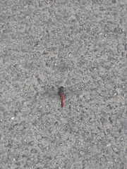 Bradinopyga strachani