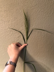 Bromus diandrus