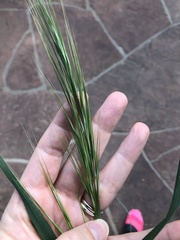 Bromus diandrus