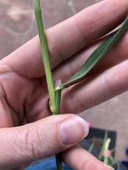 Bromus diandrus