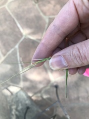Bromus diandrus