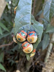 Poecilocoris latus