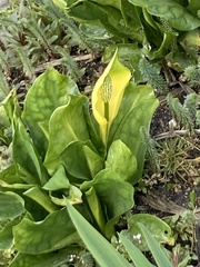 Lysichiton