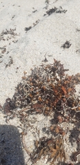 Sargassum fluitans