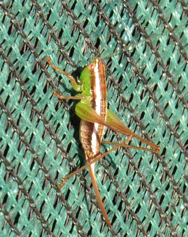 Montane Meadow Hoppers