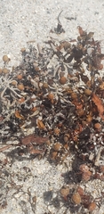 Sargassum fluitans
