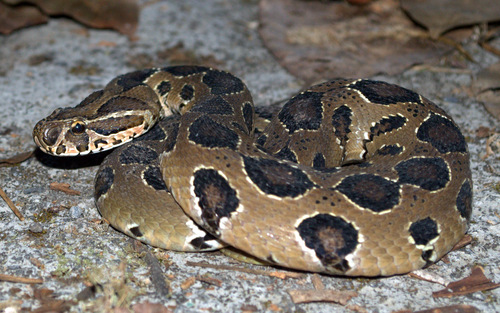 Photo of a Russell's Viper (Daboia russelii)