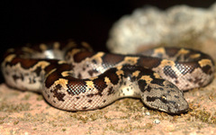 Rough-Tailed Sand Boa photo 4
