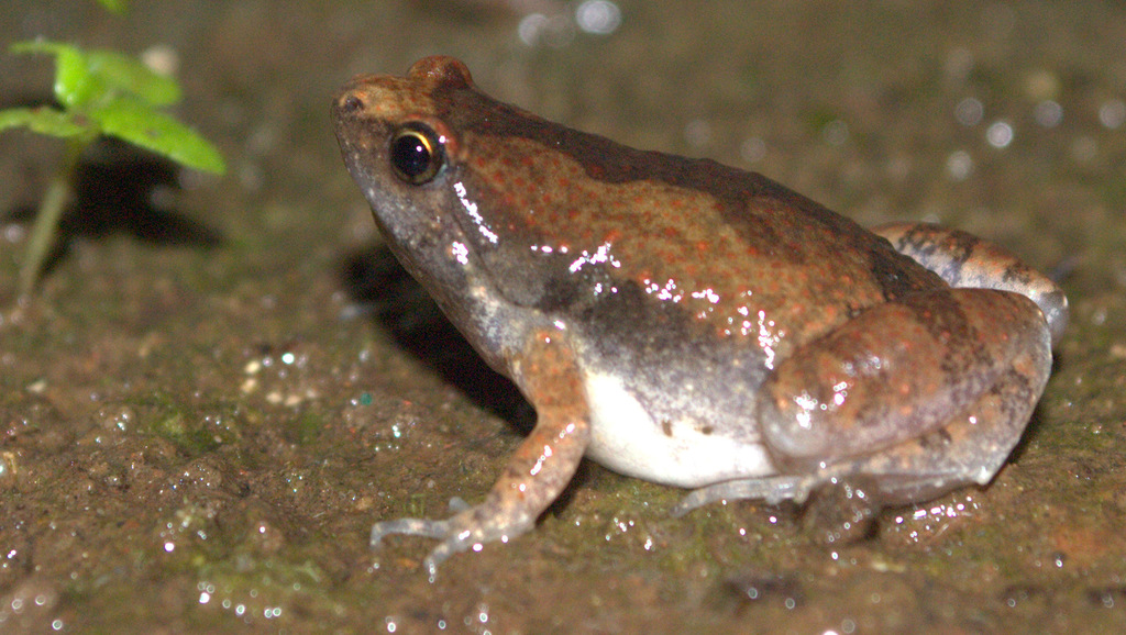 Ornamented Pygmy Frog (Lizards of Chhattisgarh, India) · iNaturalist