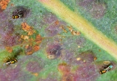 Closterocerus chamaeleon