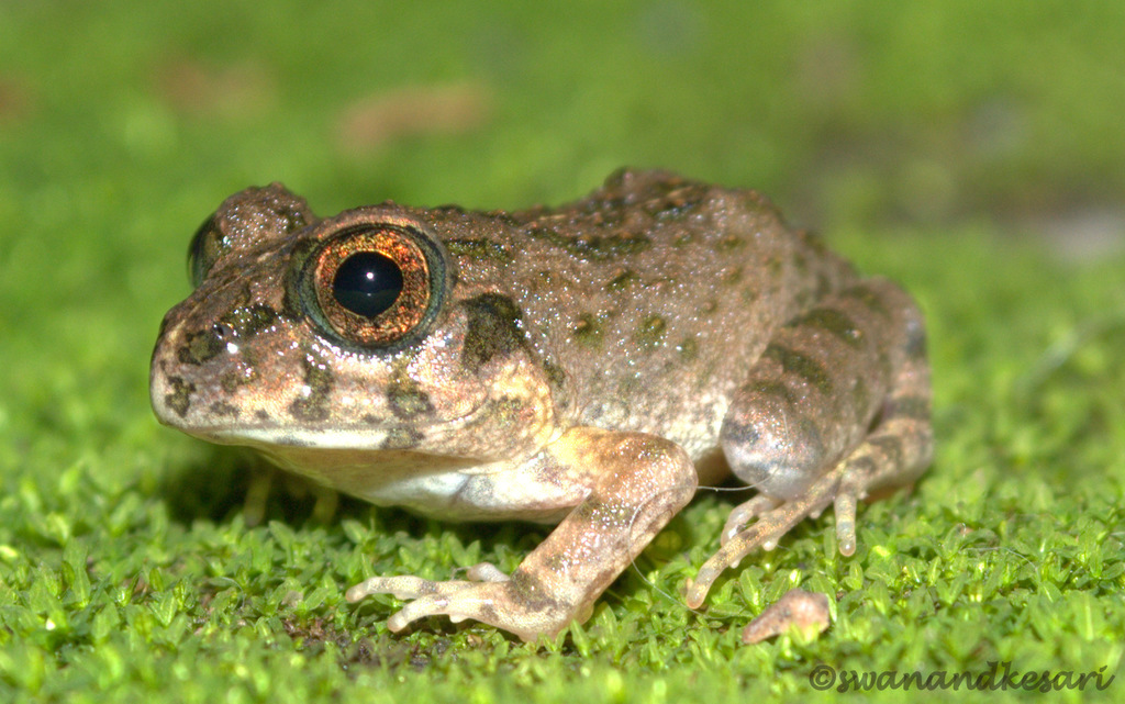 Chitwan Frog