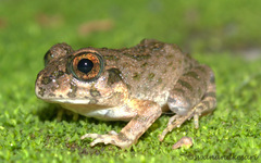 Chitwan Frog photo 1