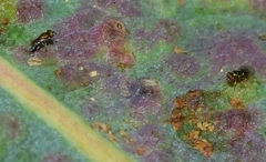 Closterocerus chamaeleon