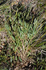 Psoralea lanceolata