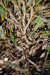Psoralea lanceolata