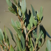 Psoralea lanceolata - Photo (c) Charles Stirton,  זכויות יוצרים חלקיות (CC BY-SA), הועלה על ידי Charles Stirton