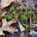 photo of Juniper Haircap Moss (Polytrichum juniperinum)