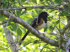 Pipilo erythrophthalmus alleni