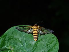 Amata grotei