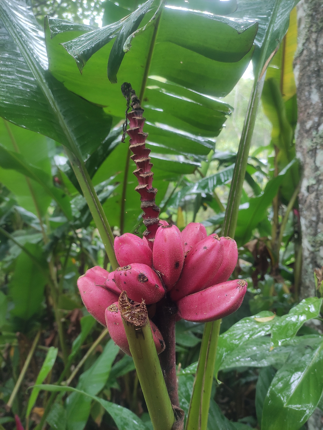 Musa velutina