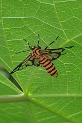 Amata grotei