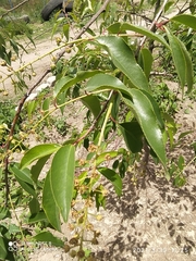 Prunus serotina capuli