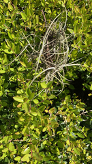 Tillandsia recurvata