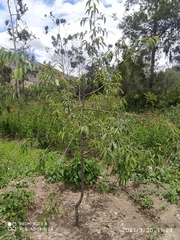 Prunus serotina capuli